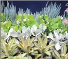  ?? BEA AHBECK/ NEWS-SENTINEL FILE PHOTOGRAPH ?? Succulents for sale during the Lodi Home & Garden Show at the Grape Festival Grounds on Jan. 21, 2017. The Home & Garden Show returns this weekend.