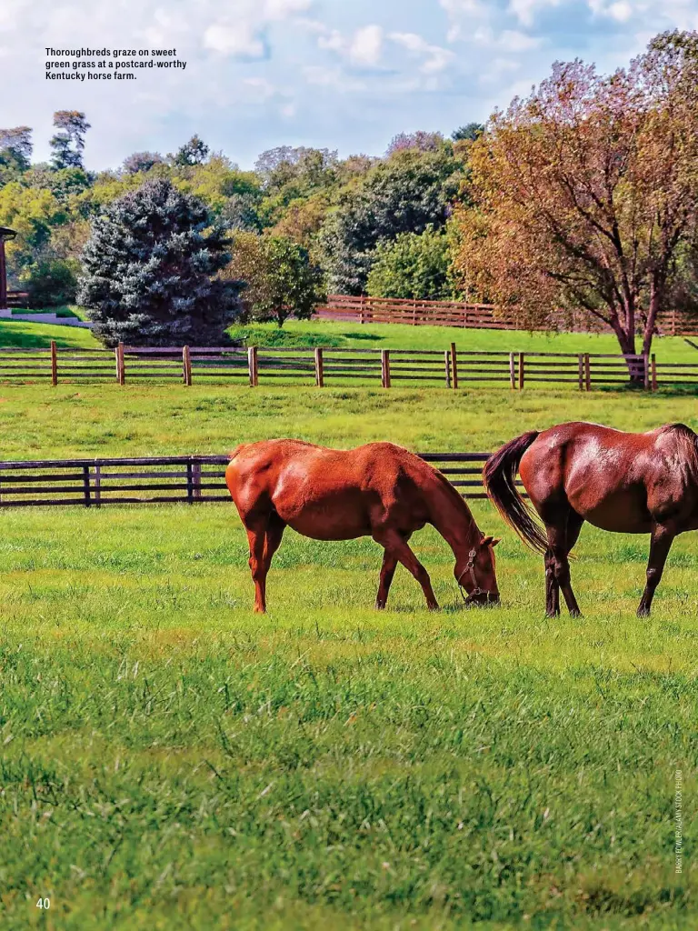  ??  ?? Thoroughbr­eds graze on sweet green grass at a postcard-worthy Kentucky horse farm.