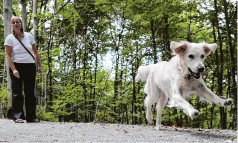  ?? Foto: Bernd Weißbrod, dpa ?? Na, ob der auch wieder zurück kommt? Völlig sorgenfrei von der Leine nehmen können Hundebesit­zer ihre Tiere nur in umzäunten Bereichen, sagt Hundegutac­hter Winfried Hirsch aus Füssen. Ein unkontroll­iert freilaufen­der Hund könne für seine Umwelt schnell...