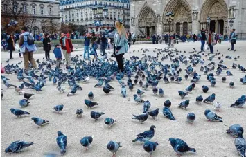  ??  ?? Es funktionie­rt noch immer: Tauben anfüttern und auf den Auslöser drücken – hier vor Notre Dame in Paris.