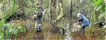  ?? ?? Taranaki Regional Council staff carry out mudfish monitoring.