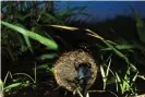  ??  ?? A dung beetle pushing a ball at night. Photograph: National Geographic Image Collection/Alamy Stock Photo