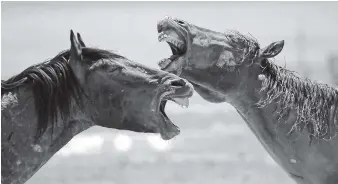  ?? AP PHOTO BY RICK BOWMER ?? Wild horses occupy a watering hole outside Salt Lake City.