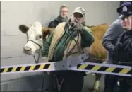  ?? KATHERINE SCOTT— 6ABC VIA AP ?? Stormy, the cow, is led out of a parking garage Thursday after its second escape from a Philadelph­ia church’s live nativity scene. After the second escape, the church decided to use Stormy’s understudy, a cow about half her size named Ginger.