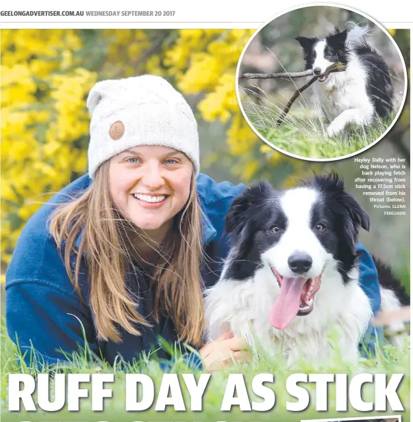  ?? Pictures: GLENN FERGUSON ?? Hayley Dally with her dog NelsonNels­on, who is back playing fetch after recovering from having a 17.5cm stick removed from his throat (below).