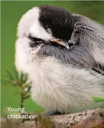  ??  ?? Young chickadee