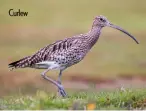  ??  ?? Curlew