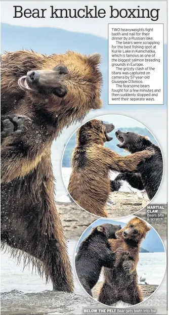  ??  ?? MARTIAL CLAW Bears bite & scratch BELOW THE PELT Bear gets teeth into foe