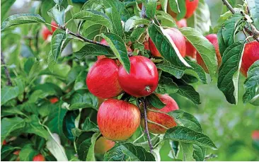  ?? ?? Autumn bounty: Think of planting and pruning apple trees now for a bumper crop