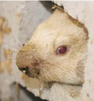  ??  ?? The newly anointed Wiarton Willie peers out of his home in Wiarton, Ont., on July 19, 2006. The popular albino groundhog was found dead on Saturday.