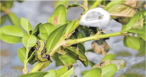  ?? FOTOS: SCHARPENBE­RG ?? Ein Buchsbaumz­ünsler aus dem Garten der Bernharts in Herfatz. Die Tiere bereiten vielen Gartenbesi­tzern enorme Probleme.