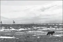  ?? LI LI / CHINA NEWS SERVICE ?? A black wolf is photograph­ed at the Three-River-Source National Park, Qinghai province, last year.