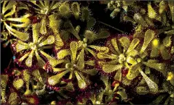  ?? The Washington Post/ BERT GF SHANKMAN ?? This is a
species of sundew, which traps prey with sticky hairs that resemble tentacles.