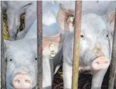  ?? FOTO: DPA ?? Mastschwei­ne in einem Sauenstall: Besonders Landwirte, die auf die Schweinema­st setzen, haben derzeit mit Problemen zu kämpfen.