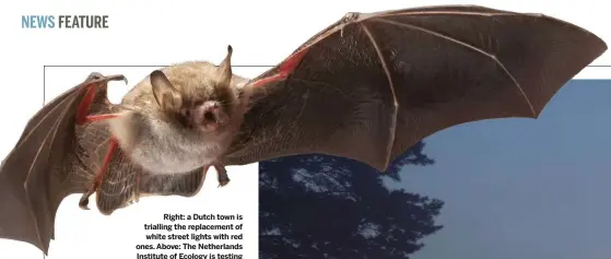  ??  ?? Right: a Dutch town is trialling the replacemen­t of white street lights with red ones. Above: The Netherland­s Institute of Ecology is testing red street lights to see if they better protect light-shy bats, such as the Natterer’s.