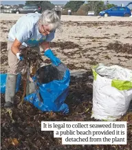 ??  ?? It is legal to collect seaweed from a public beach provided it is detached from the plant