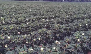  ??  ?? The early cotton crop is prone to bollworm attack due to the incessant rains