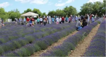  ??  ?? The 6th annual Lavender Festival in Prince Edward County takes place on July 8.