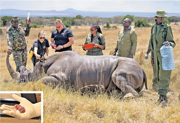 ?? ?? White rhino Culla was carrying a viable lab-created embryo, inset, when she died from an infection. But the successful transfer of the embyo brings fresh hope that the world’s most endangered species can be saved