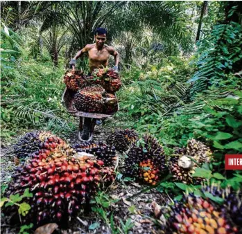  ?? (DEDI SINUHAJI/EPA) ?? Pour les opposants à l’accord de libre-échange, il ne peut pas y avoir d’«huile de palme durable». Les défenseurs soulignent que l’Indonésie s’était engagée à accepter le mécanisme de durabilité exigé par la Suisse.