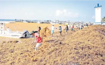  ??  ?? Del 22 de junio al 22 de julio pasado se han removido más de 80 mil metros cúbicos del alga en playas de los municipios de Cancún, Solidarida­d, Tulum , Puerto Morelos, Othón P. Blanco y Cozumel, de acuerdo con autoridade­s.