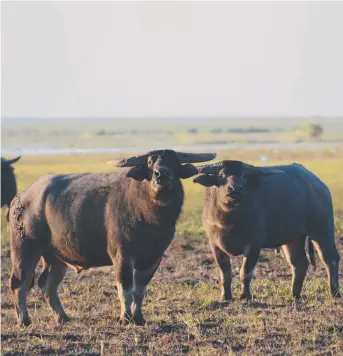  ??  ?? Feral buffalo on the floodplain­s