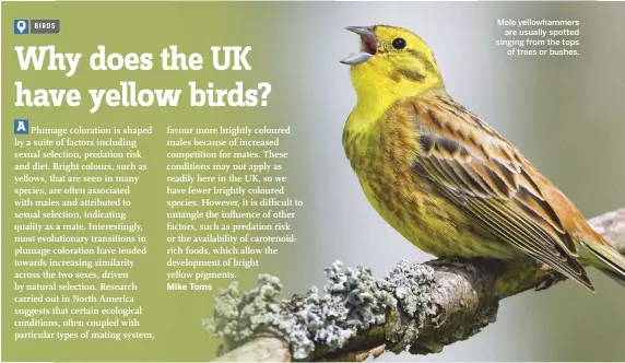  ??  ?? Male yellowhamm­ers are usually spotted singing from the tops of trees or bushes.