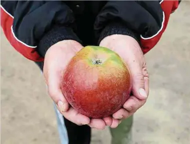 ?? Foto: Anouk Antony / Lw-archiv ?? Das sogenannte Schouluebs­tprogramm soll dabei helfen, dass Kinder und Jugendlich­e öfters mal zu Äpfeln und anderem Obst greifen – weggeworfe­n wird dabei nichts.