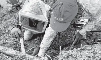  ?? REUTERS ?? The beekeeper Angeles Leon Diaz and volunteer farmers Floriberto Ambrosio Matias and Bernardino Blas work to relocate and save wild bee hives, protecting them from the lack of flowering caused by drought and attacks by people who consider them aggressive, in Santa Ana Zegache, Mexico April 30.