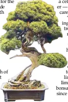  ??  ?? The Juniper is considered a celebrity in the bonsai world.