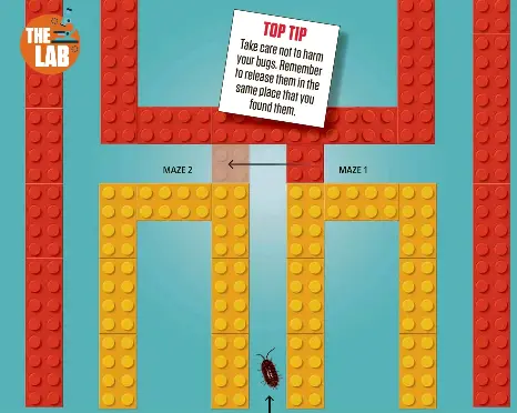bug Make a maze - PressReader