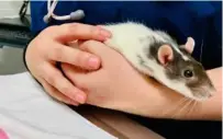 ?? (Photo from the article, Five Things To Know About Rats, of the Tufts Now website). ?? A child holds his pet rat.