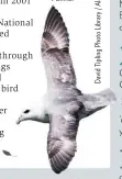  ??  ?? Fulmar