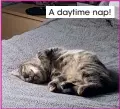  ??  ?? A daytime nap!