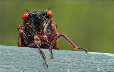  ?? PHOTO BY GERRY BROOME ?? A cicada peers over a ledge in Chapel Hill, N.C., Swarms of the red-eyed bugs reemerging after 17 years.