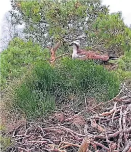  ??  ?? Laddie, or LM12, returned to Loch of the Lowes in Perthshire last weekend before the reserve shut.