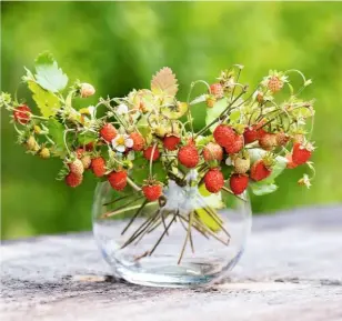  ??  ?? Young wild strawberri­es, their studded flesh varying from greenish-cream to ruby, are haphazardl­y placed in a glass bowl to create a natural, tangled arrangemen­t. Lined up in a row, identical bottles in a tray are filled with matching displays of Fragaria vesca; the summer fruit and foliage interspers­ed with the plant’s dainty white flowers.
