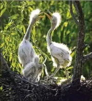  ??  ?? A pair of Great Egret chicks play in their nest as a runt looks on in the Pine Barren Rookery on Ossabaw Island, which was declared a heritage preserve 40 years ago.