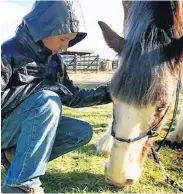  ??  ?? Horses are finely tuned to human reactions and mental state.