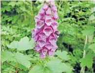  ??  ?? The foxglove flower is highly attractive to wildlife and the human eye.