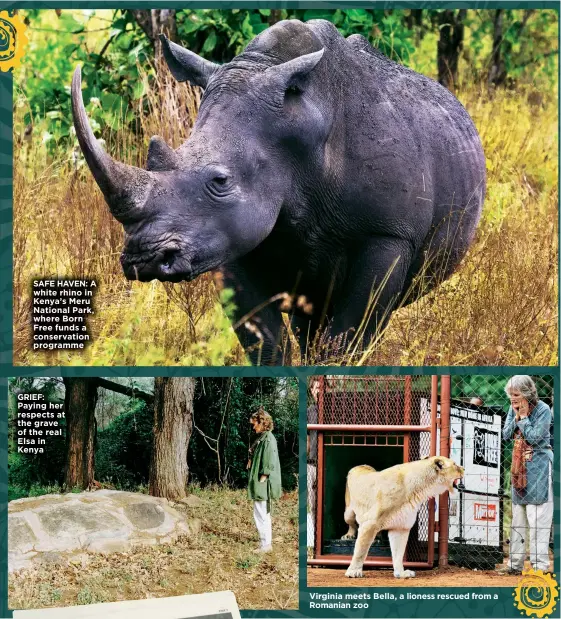  ??  ?? SAFE HAVEN: A white rhino in Kenya’s Meru National Park, where Born Free funds a conservati­on programme