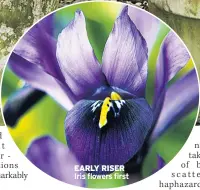  ??  ?? EARLY RISER Iris flowers first