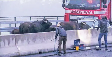  ?? FOTO: PATRICK SCHÜLLER ?? Die Wasserbüff­el wurden erst mit Einsatzwag­en der Polizei sowie zwei Lkw eingekesse­lt und dann von einer Tierärztin betäubt. So ließen sich die bis zu einer Tonne schweren Tiere gefahrlos abtranspor­tieren.