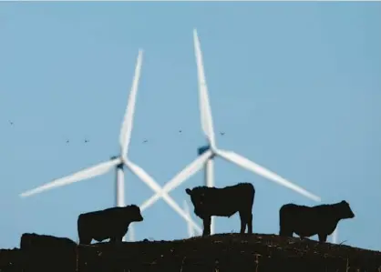  ?? AP ?? Cattle graze in a pasture against a backdrop of wind turbines near Vesper, Kansas. Studies show how we grow, eat and waste food is a big climate change problem that might keep the world from reaching its temperatur­e-limiting goals.