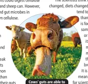  ?? ?? Cows’ guts are able to digest many plants.