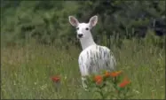  ?? DENNIS MONEY (VIA AP) ?? In this June 28, 2017photo, a white deer stands in a field with orange butterfly weed at the Seneca Army Depot in upstate NewYork. Public bus tours to view a rare herd of ghostly white deer at a former World War II Army weapons depot are slated to...