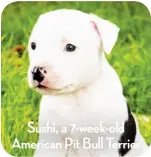  ?? ?? Sushi, a 7-week-old American Pit Bull Terrier