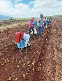  ?? ?? Siphe Joyi of Jay Jay Farming and workers of his farm harvest potatoes for delivering to local retail stores. Their business benefits from a number of government institutio­ns, including the Department of Rural Developmen­t and Agrarian Reform.