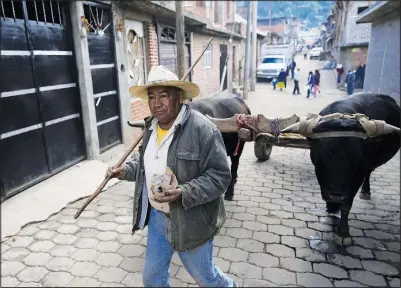  ?? ?? A farmer drives his oxen Jan. 19 through the streets of Comachuen.