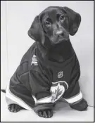 ?? CP PHOTO ?? The Winnipeg Jets have named their new security puppy Lenny after one of their oldest and most beloved fans.